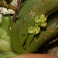 Phreatia jayaweerae Ormerod